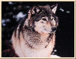 sherwolf1.gif