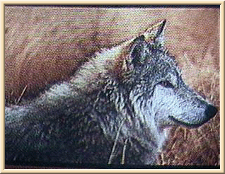 sherwolf13.gif